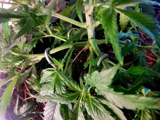 NYC Sour D Autoflower. Week 4