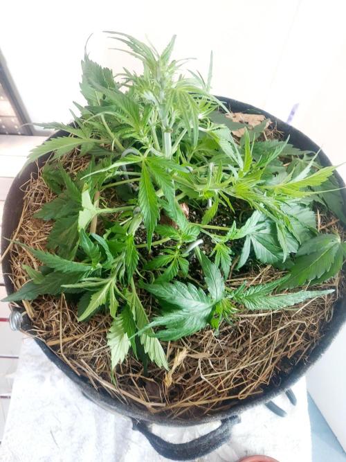 NYC Sour D Autoflower. Week 4