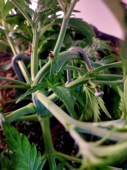 NYC Sour D Autoflower. Week 4