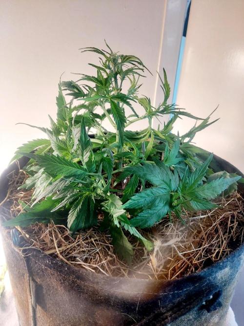 NYC Sour D Autoflower. Week 4