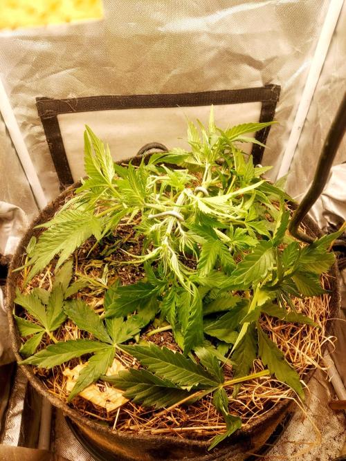 NYC Sour D Autoflower. Week 4