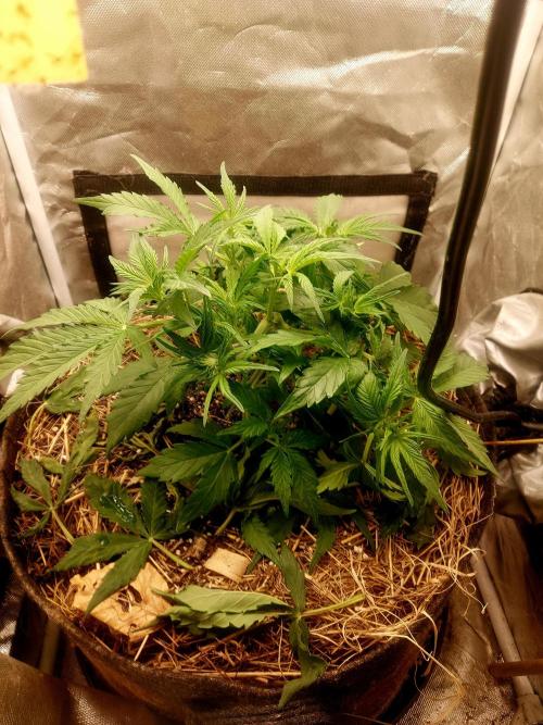 NYC Sour D Autoflower. Week 5