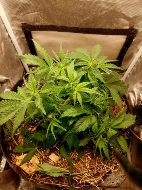 NYC Sour D Autoflower. Week 5