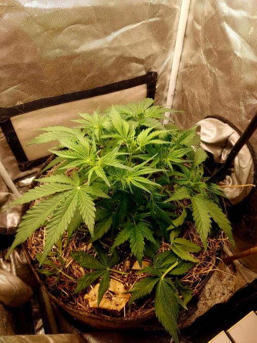 NYC Sour D Autoflower. Week 5