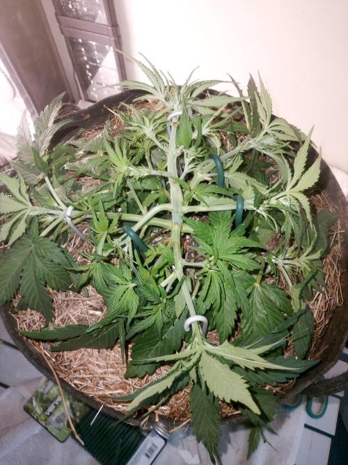 NYC Sour D Autoflower. Week 5