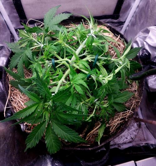 NYC Sour D Autoflower. Week 5