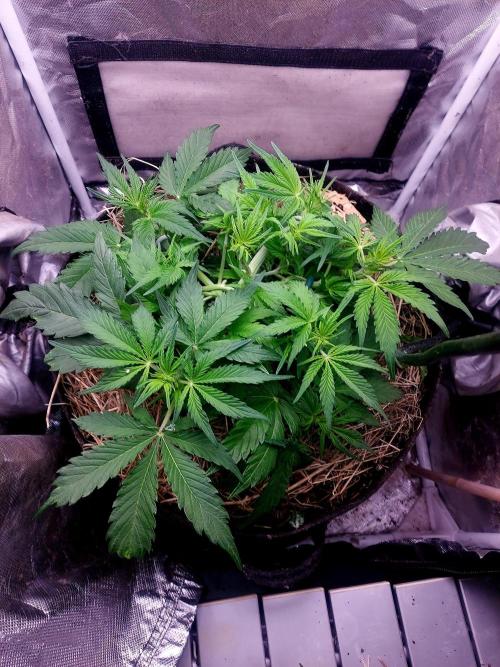 NYC Sour D Autoflower. Week 5