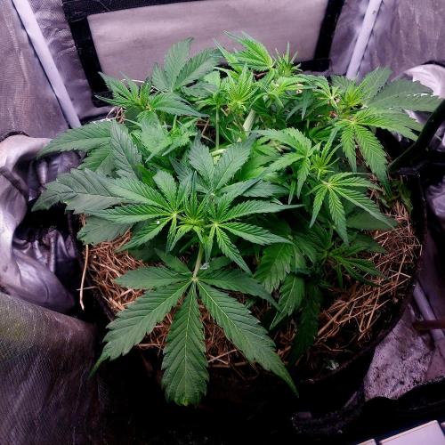 NYC Sour D Autoflower. Week 5