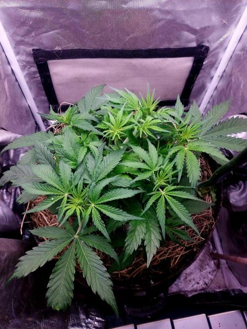 NYC Sour D Autoflower. Week 5