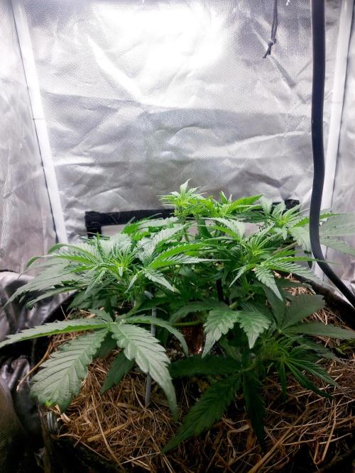 NYC Sour D Autoflower. Week 5