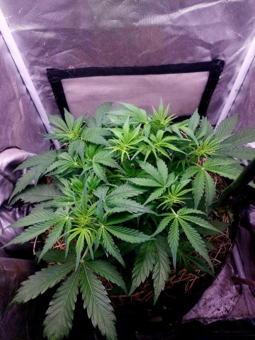 NYC Sour D Autoflower. Week 5