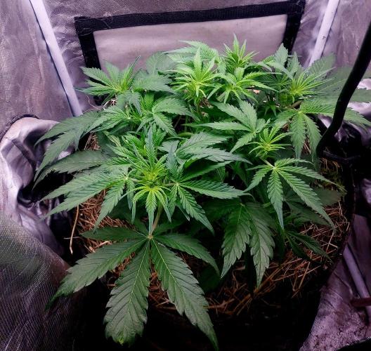 NYC Sour D Autoflower. Week 5