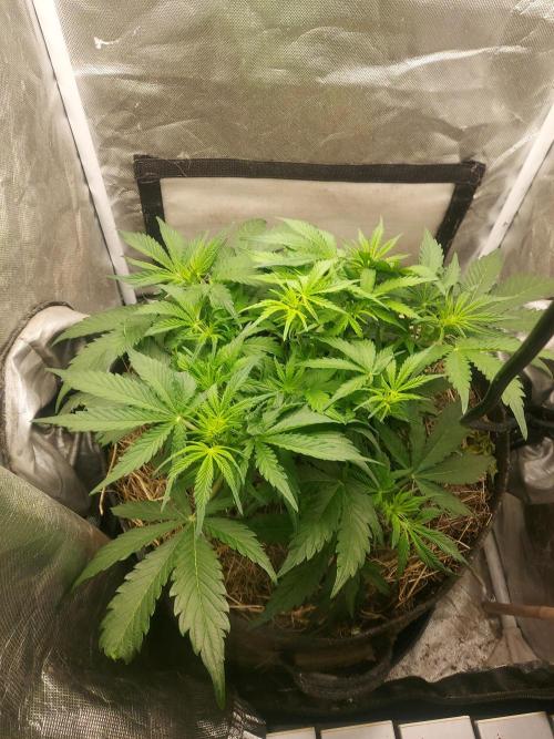NYC Sour D Autoflower. Week 6
