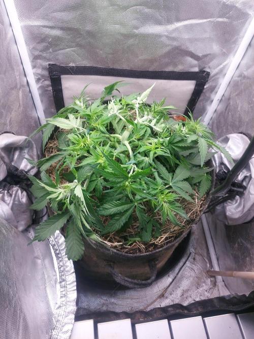 NYC Sour D Autoflower. Week 6