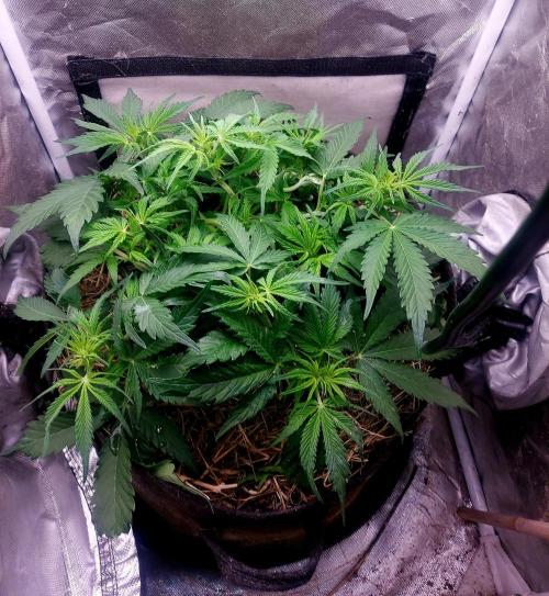 NYC Sour D Autoflower. Week 6