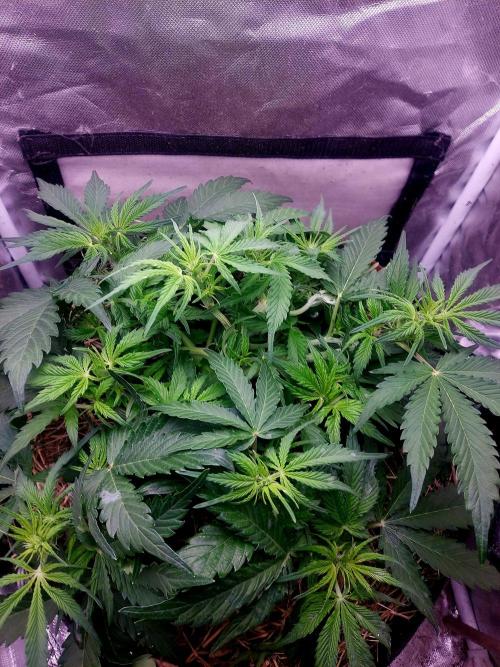 NYC Sour D Autoflower. Week 6