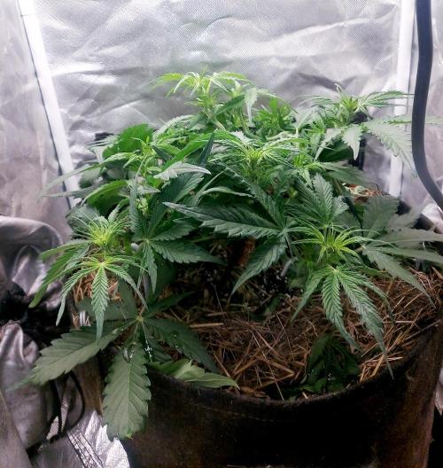 NYC Sour D Autoflower. Week 6