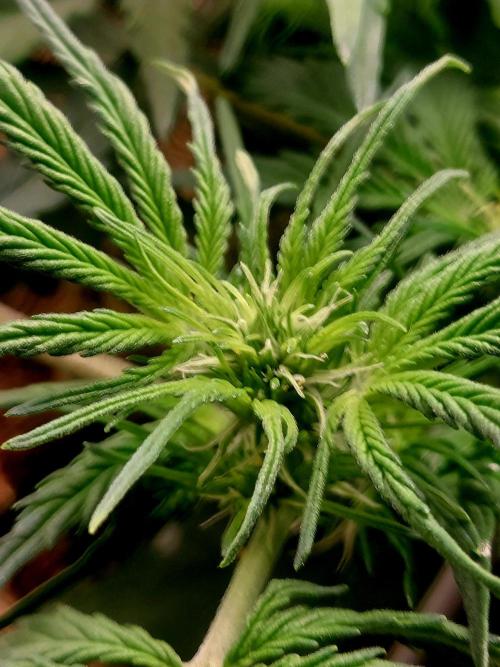 NYC Sour D Autoflower. Week 6 - Flowers are forming properly now, 