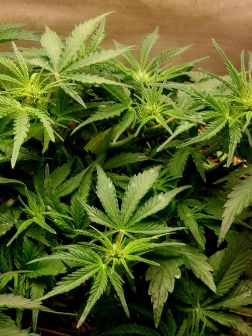 NYC Sour D Autoflower. Week 6