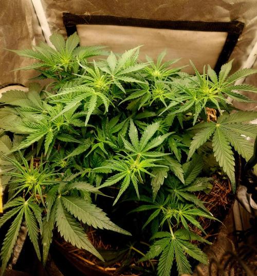 NYC Sour D Autoflower. Week 6