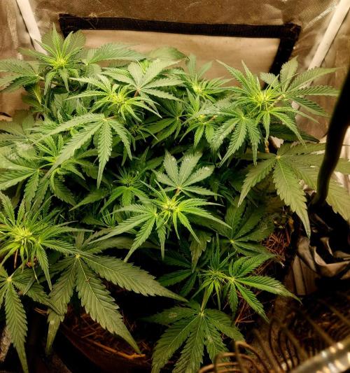 NYC Sour D Autoflower. Week 6