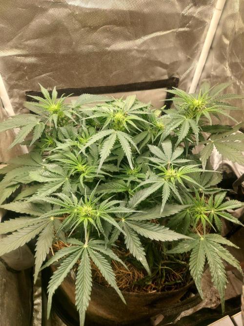 NYC Sour D Autoflower. Week 6