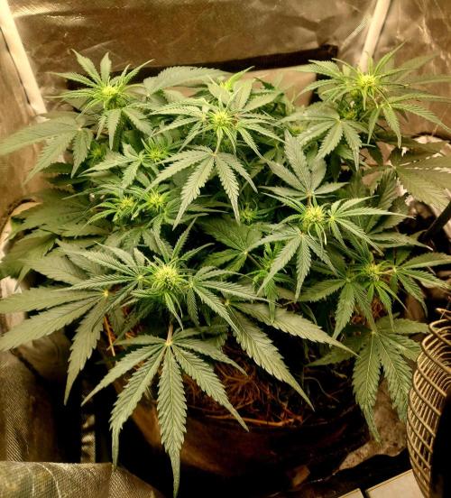 NYC Sour D Autoflower. Week 7