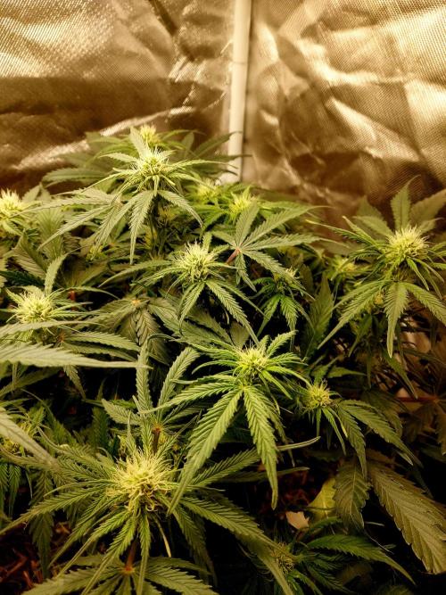 NYC Sour D Autoflower. Week 8