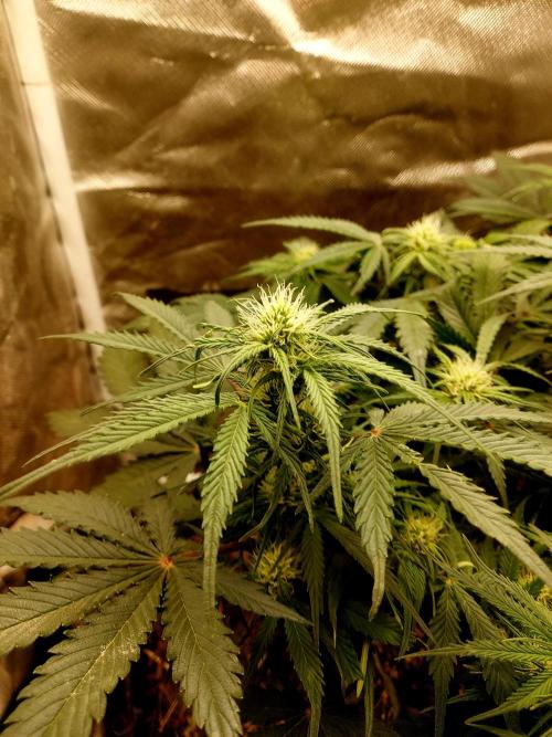 NYC Sour D Autoflower. Week 8