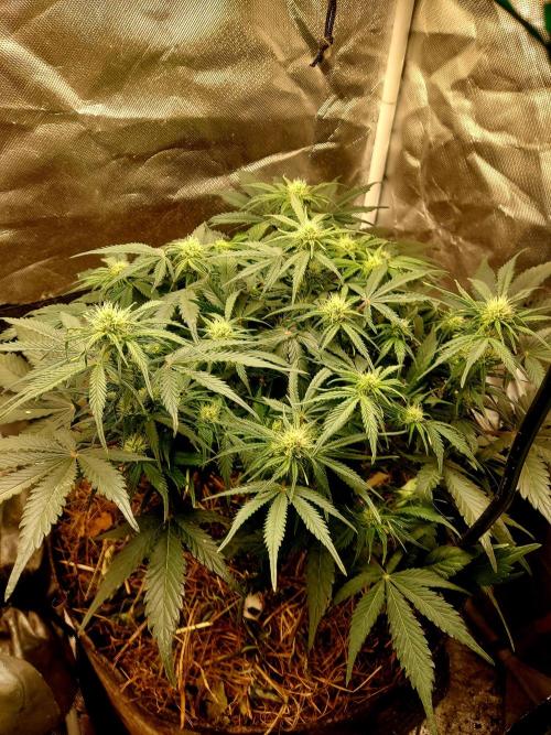 NYC Sour D Automatic. Week 8