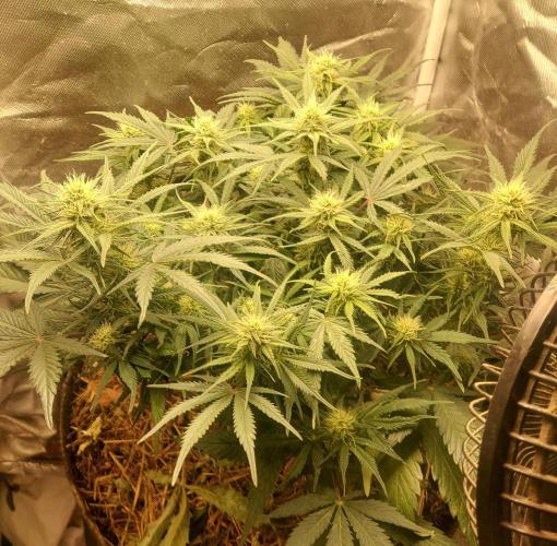 NYC Sour D Autoflower. Week 8