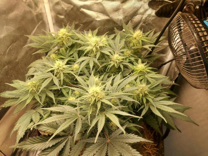 NYC Sour D Autoflower. Week 8