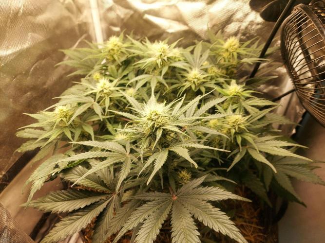 NYC Sour D Autoflower. Week 8