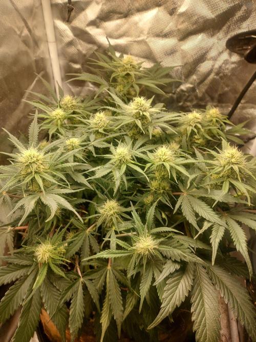 NYC Sour D Automatic. Week 8
