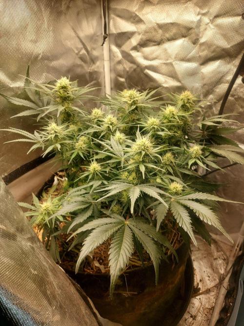 NYC Sour D Autoflower. Week 9