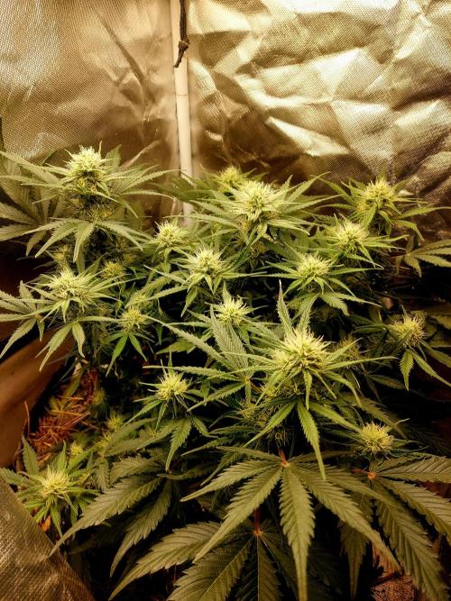 NYC Sour D Autoflower. Week 9