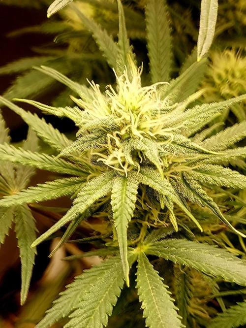 NYC Sour D Autoflower. Week 9