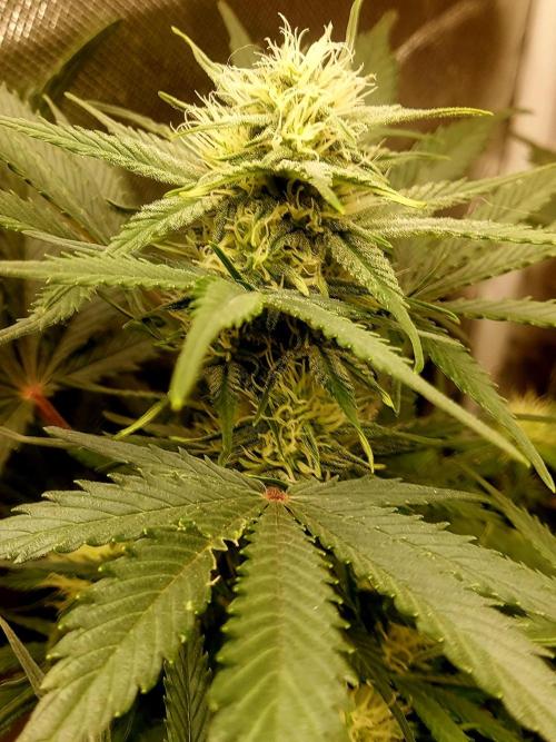 NYC Sour D Automatic. Week 9
