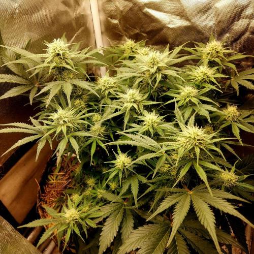 NYC Sour D Autoflower. Week 9
