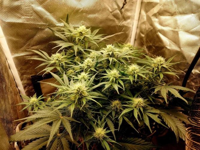 NYC Sour D Autoflower. Week 9