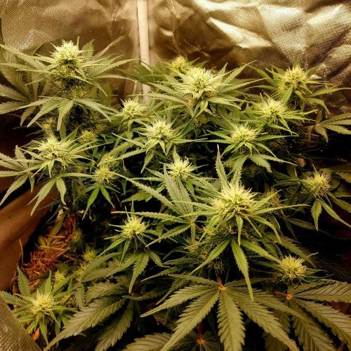 NYC Sour D Automatic. Week 9