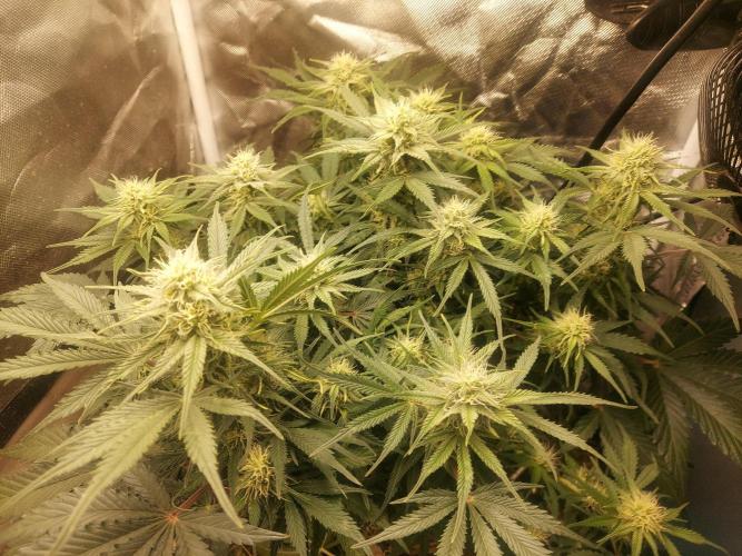 NYC Sour D Automatic. Week 9