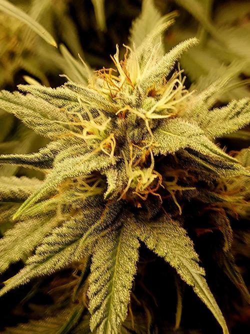 NYC Sour D Autoflower. Week 10