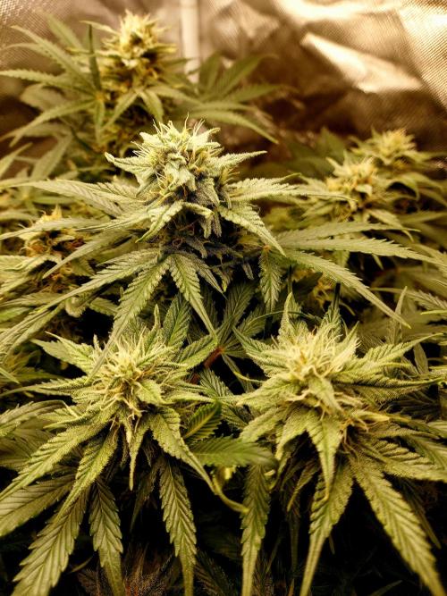 NYC Sour D Autoflower. Week 10