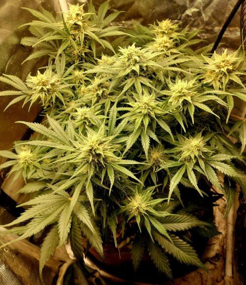 NYC Sour D Autoflower. Week 10