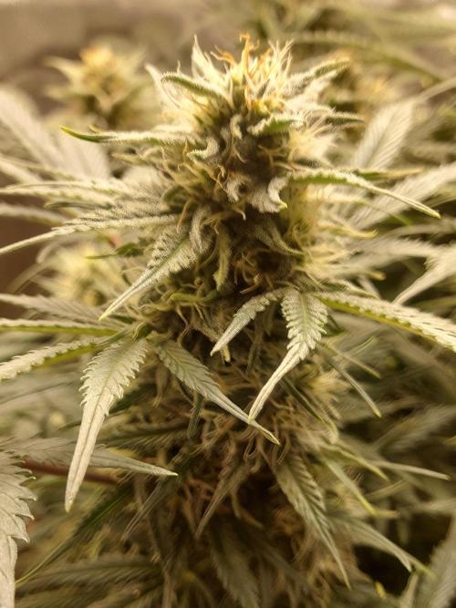 NYC Sour D Autoflower. Week 10