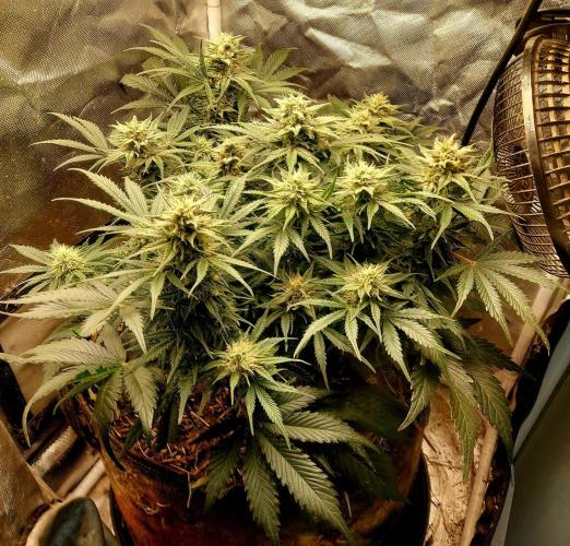 NYC Sour D Automatic. Week 10