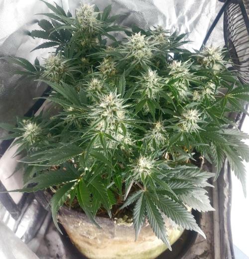NYC Sour D Autoflower. Week 10