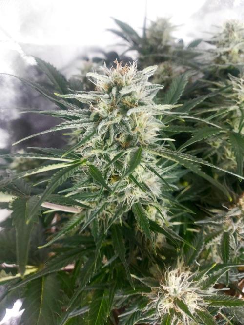 NYC Sour D Autoflower. Week 10