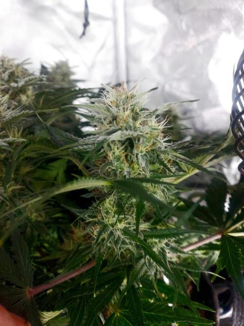 NYC Sour D Autoflower. Week 10
